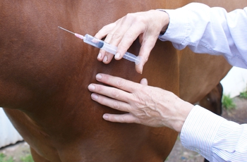 Equine Flu Notice for Academy Coordinators, Coaches and Area Representatives,