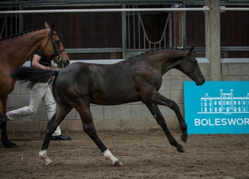 Cassalljack tops the Bolesworth Elite Foal Auction 2020