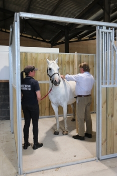 Pony Measuring 27 July 2026