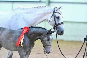 The 2022 FUTURITY ELITE AUCTION - this Wednesday, 30 November, at British Showjumping’s National Training Centre