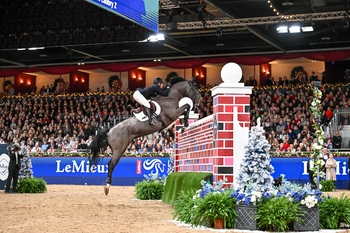 LeMieux Puissance Easy For Proudley