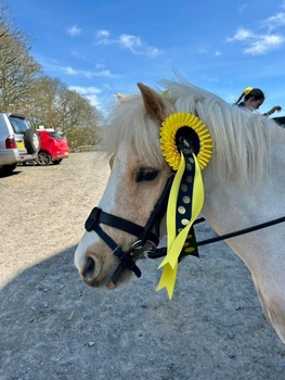 Sunflowers on a Sunny Day – Sally Allen Remembered