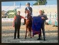  Qualified Horses for the RHS BALCORMO STUD POTENTIAL SPORT HORSES UNDER SADDLE 2026