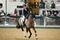 Anya Dewey-Clarke Does the Double at Aintree Equestrian Centre Small Pony Premier