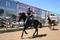 Caroline Webley and Endyana EH Z Shine in the Bank Holiday Sunshine at Weston Lawns 
